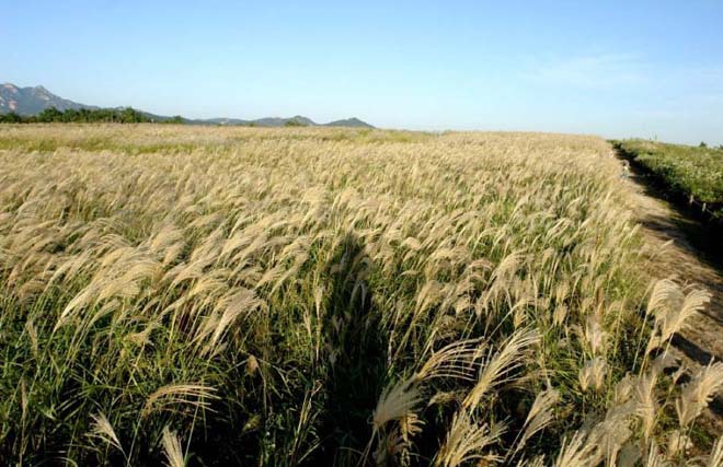 Những điểm ngắm lá vàng mùa thu ở Seoul